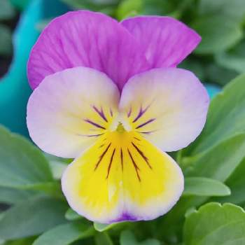 ビオラ ピンクレモンリップの投稿画像一覧 Greensnap グリーンスナップ