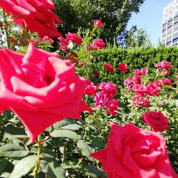 咲き乱れるの画像 by リリーさん | お出かけ先と見事な花たちと赤い花❤と色鮮やかな花と秋風と爽やかと花のある暮らしと素敵!と咲き乱れる