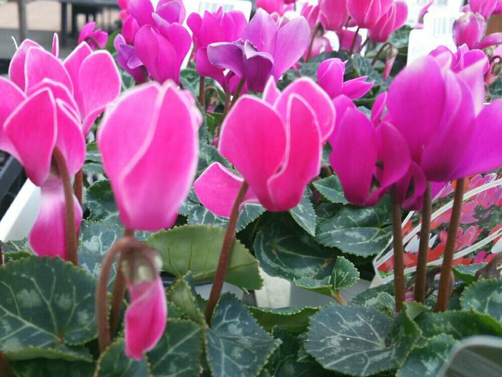 シクラメンの投稿画像 By 夢13さん ピンクの花とプランターと大宮と