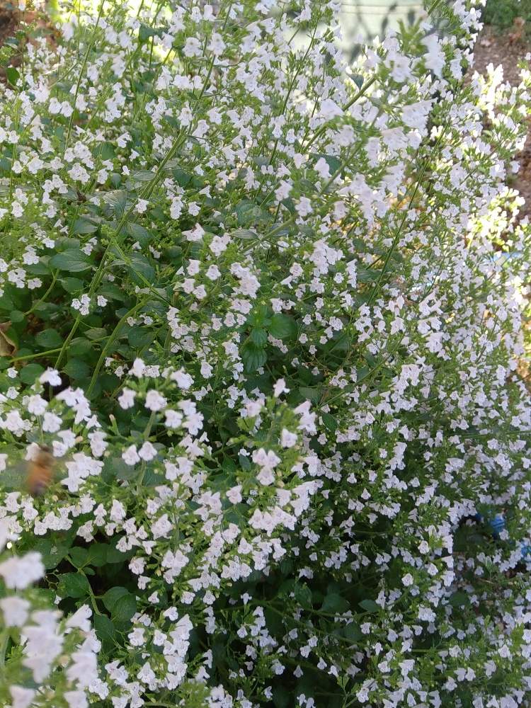 カラミンサの投稿画像 By シゲちゃんの花さん 好きな花と花のある暮らしと好きなハーブとバラの下草用 19月10月5日 Greensnap グリーンスナップ