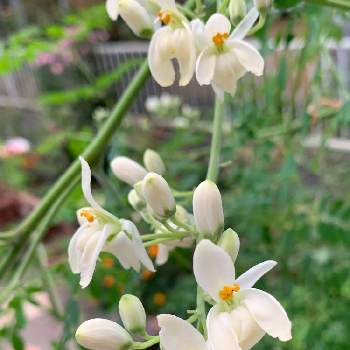 モリンガの花の投稿画像一覧 Greensnap グリーンスナップ