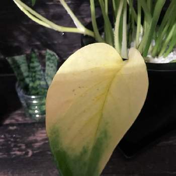 植物用ledライトの投稿画像一覧 Greensnap グリーンスナップ