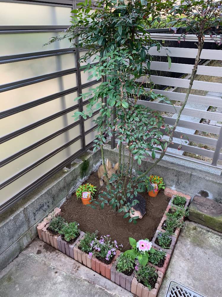 日当たりの悪い花壇の再生 5 22更新 Greensnap グリーンスナップ