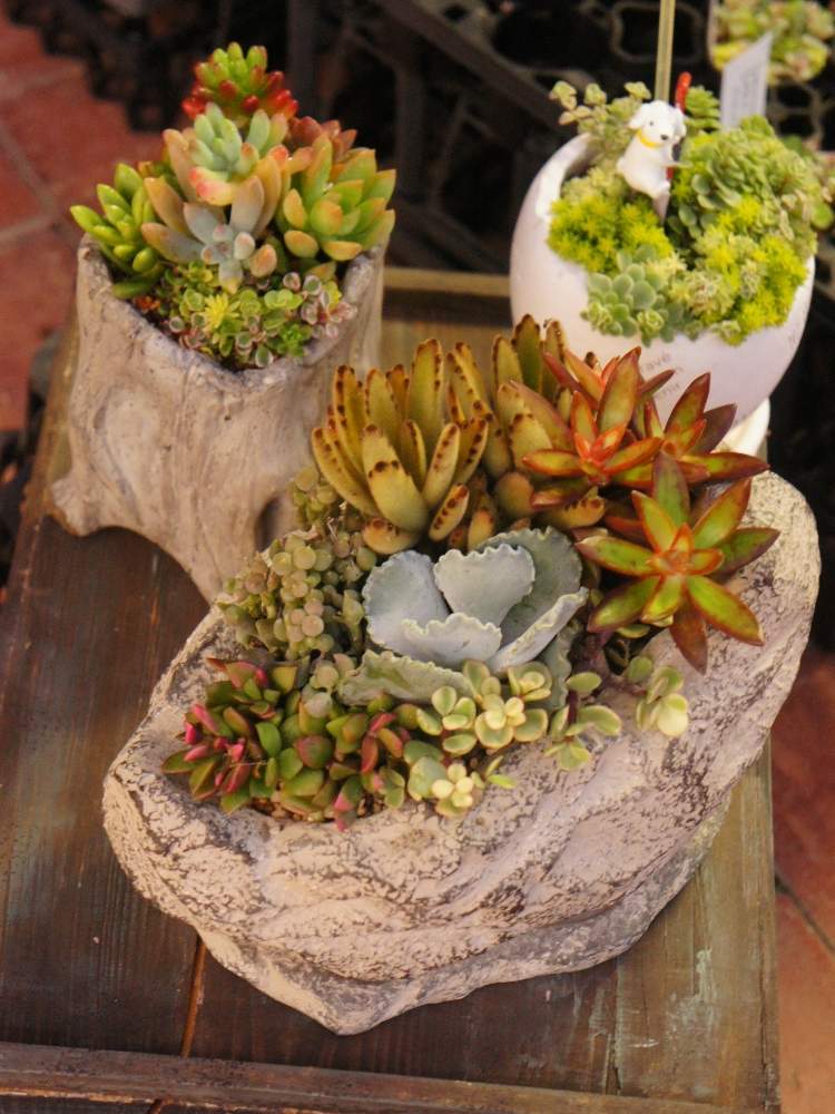 これまでで最高の多肉植物 寄せ植え 販売 すべての美しい花の画像
