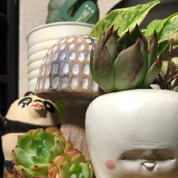 何やったけ の投稿画像一覧 Greensnap グリーンスナップ