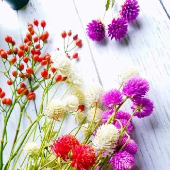 センニチコウ　ドライの画像 by たえちゃんさん | センニチコウ　ドライとあかい実❤️と植物だいすきと花のある暮らしとかわいいとあき