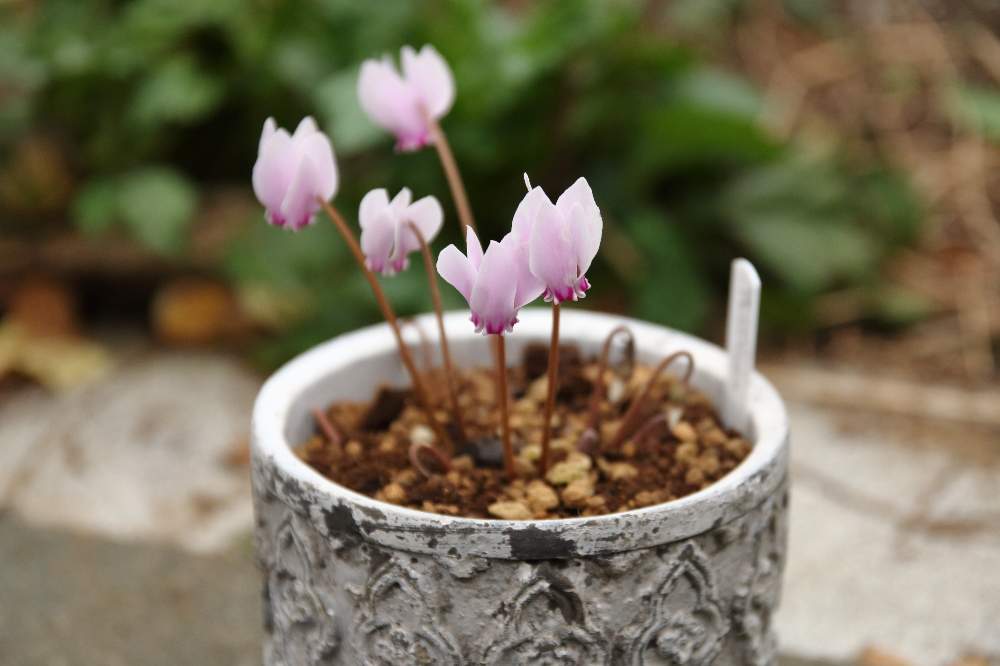 原種シクラメンの投稿画像 By Shigeさん ヘデリフォリウムと原種シクラメン ヘデリフォリウムと岩手県と原種シクラメン ヘデリフォリウムと一眼レフと鉢植えと花のある暮らし 19月10月5日 Greensnap グリーンスナップ