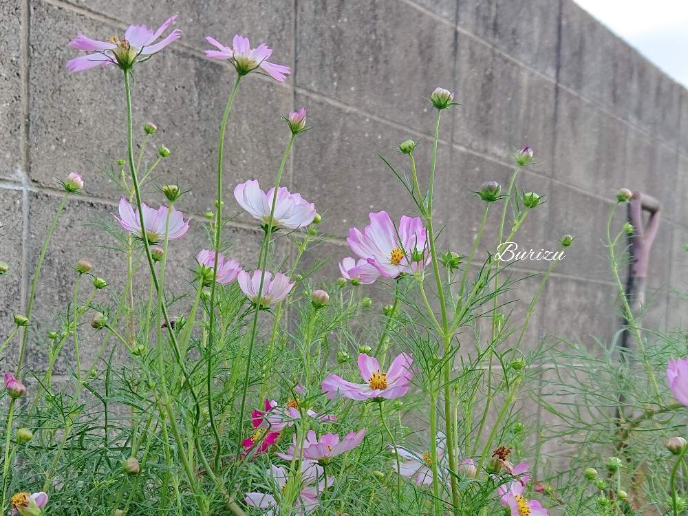 コスモスの投稿画像 By ブリズさん 庭の花とgs映えと花好きな人と繋がりたいと花のある暮らしと花が好き 19月10月5日 Greensnap グリーンスナップ