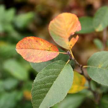 ジューンベリー リージェント の投稿画像一覧 Greensnap グリーンスナップ