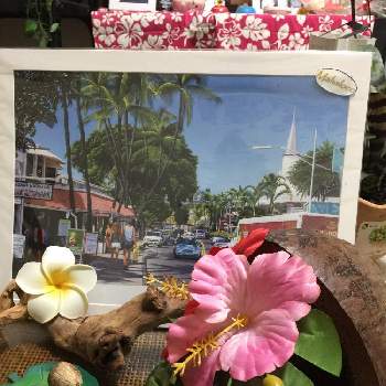 ハワイからやって来たの画像 by Hau‘oli〰さん | 今日の一枚とハワイとハワイからやって来たとハワイが恋しくてとハワイアンアート