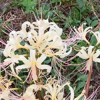 彼岸花 クリーム の投稿画像一覧 Greensnap グリーンスナップ 彼岸花 クリーム の投稿画像一覧 Greensnap グリーンスナップ