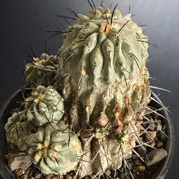 黒棘の投稿画像一覧 Greensnap グリーンスナップ