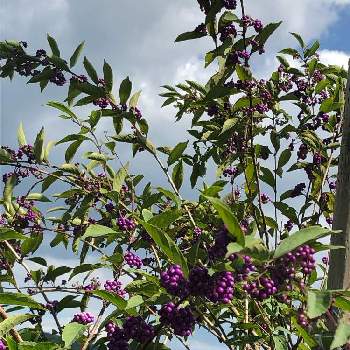紫式部＊の画像 by ふーちゃんママさん | 広い庭と紫式部の実と紫式部♡と紫式部＊