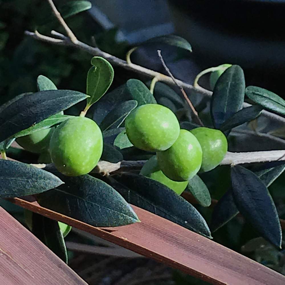 オリーブの投稿画像 By なかよしさん マンザニロと綺麗なミドリとgs映えとオリーブの鉢植えと実のなる木とガーデニングと加工なしとiphone撮影 19月10月6日 Greensnap グリーンスナップ