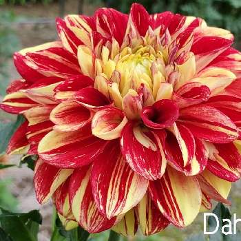 赤と黄色の花の投稿画像一覧 Greensnap グリーンスナップ