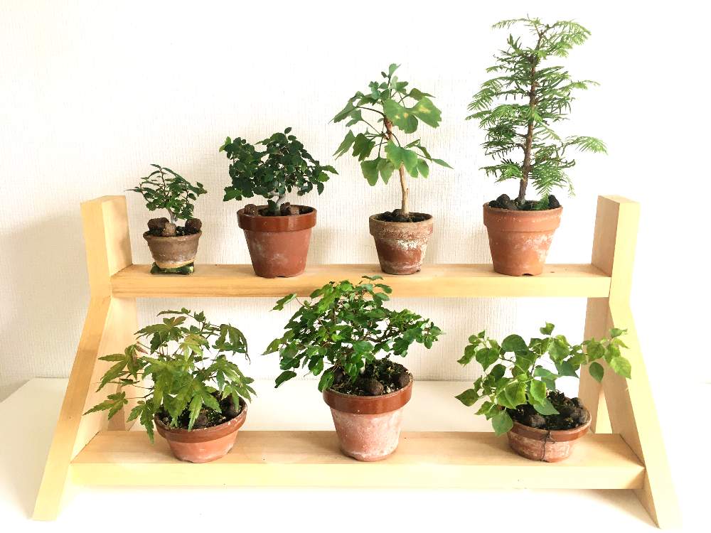 モミジの投稿画像 By Tatu5326さん イチョウとカエデとメタセコイアとエノキとナンキンハゼとムクノキとスマホ撮影とミニ盆栽 と実生と鉢植えと手作り棚と取り木とマンションと盆栽 19月10月6日 Greensnap グリーンスナップ