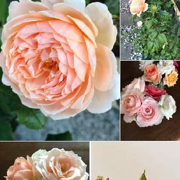 ツルムラサキの花の画像 by Sanさん | 小さな庭と薔薇に魅せられてとGSのみなさんに感謝♡とありがとうときれいな色とツルムラサキの花と素敵な出会いに感謝と花のある暮らしと薔薇♪とかわいいな♡