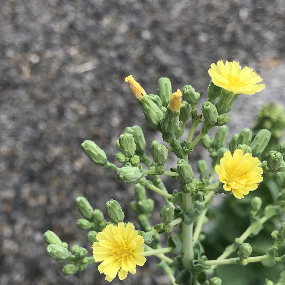 小さな庭の投稿画像 By 苺さん サンチュ と手作りの庭とお気に入り とgs映えと植物だいすきと順調と野菜の花と花のある暮らしとかわいいな とサンチュ と手作りの庭とお気に入り とgs映えと植物だいすきと順調と野菜の花と花のある暮らしとかわいいな 19月