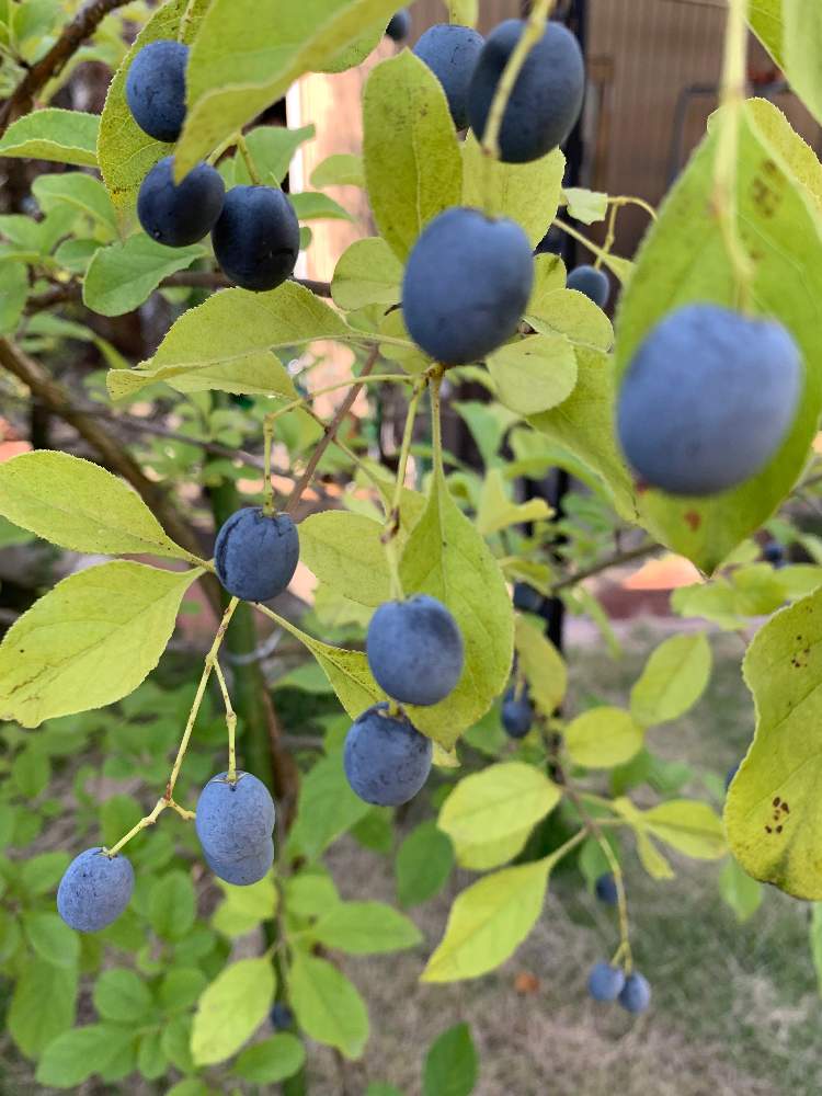 ヒトツバタゴの投稿画像 By くわまささん 友人の庭とヒトツバタゴの実 19月10月6日 Greensnap グリーンスナップ