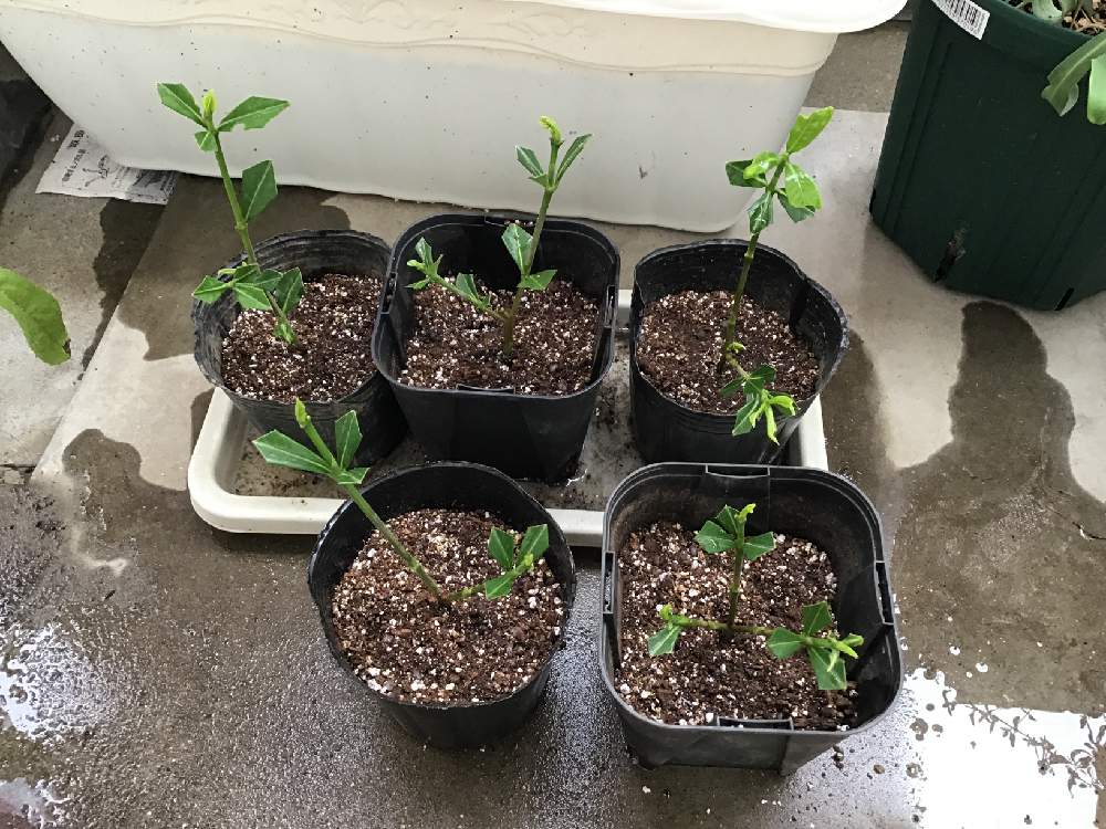 クチナシ 挿し木に挑戦 Greensnap グリーンスナップ