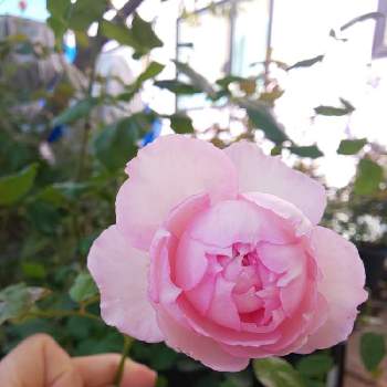 2019 くまし バラの画像 by くましさん | 小さな庭と北海道と薔薇愛同盟とザミルオンザフロスと2019 くまし バラ