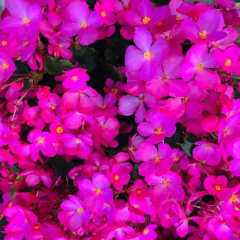 ベゴニアの投稿画像一覧 Greensnap グリーンスナップ