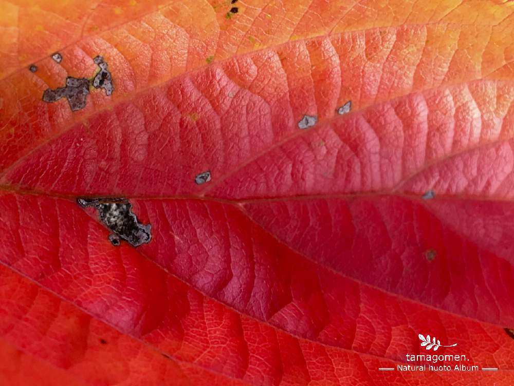 の画像 by tamagomen. nara.1964さん | 植物観察日記と自然の模様とグラデーションと奈良市と奈良県と自然美と紅葉（こうよう）とiPhone 6s plusと曇時々晴れと自然観察と色彩美と気温26℃