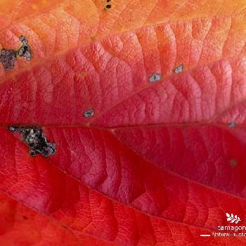 iPhone 6s plusの画像 by tamagomen. nara.1964さん | 植物観察日記と自然の模様とグラデーションと奈良市と奈良県と自然美と紅葉（こうよう）とiPhone 6s plusと曇時々晴れと自然観察と色彩美と気温26℃