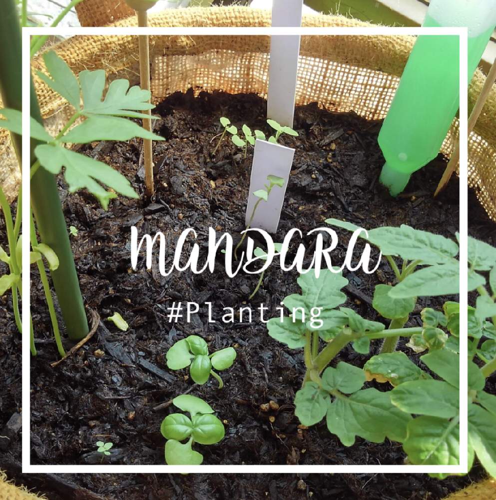 バジルの投稿画像 By ঌlittle Flower S໒ さん フウセンカズラとプチトマトと玄関と Mandara Idと Mandara Id 19月10月6日 Greensnap グリーンスナップ Greensnap グリーンスナップ