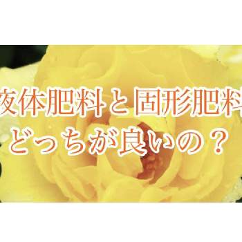 q a Youtubeの投稿画像一覧 Greensnap グリーンスナップ