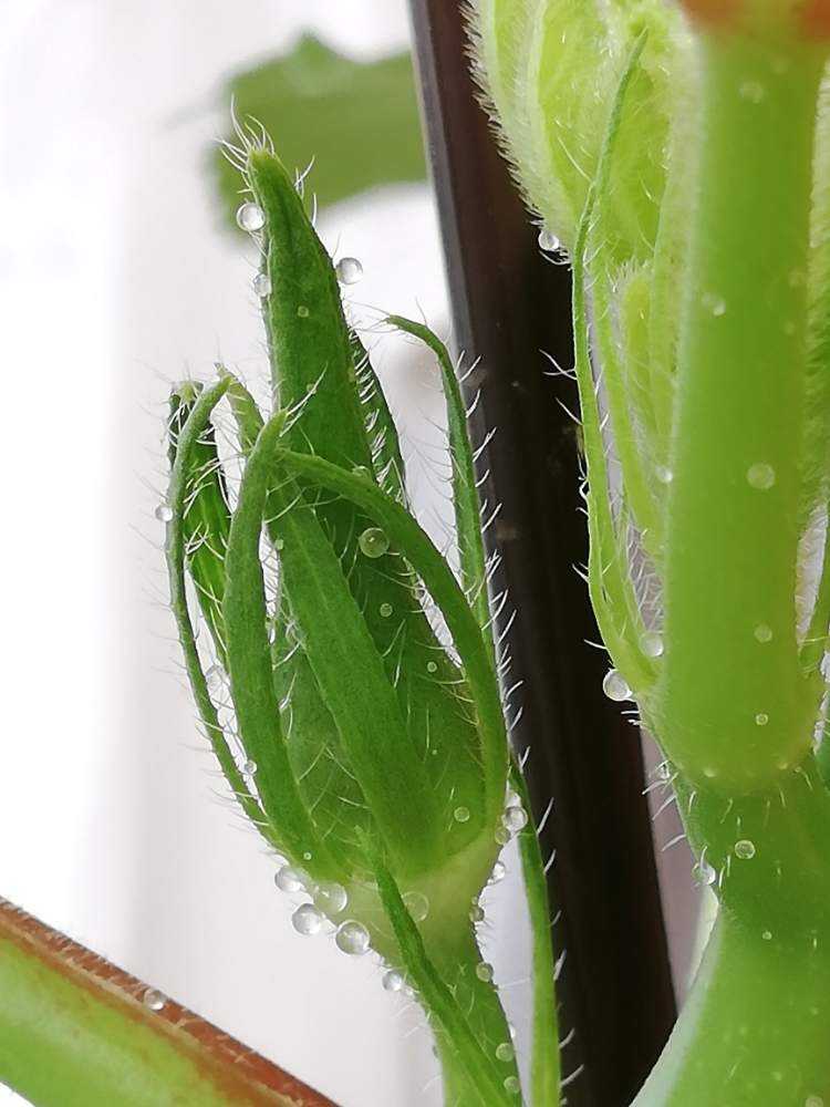 初めてのオクラ栽培 Greensnap グリーンスナップ