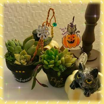 楽しい時間をありがとう の投稿画像一覧 Greensnap グリーンスナップ