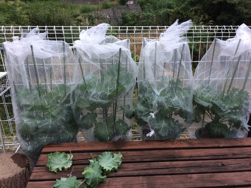 プチヴェールの鉢仕立て Greensnap グリーンスナップ