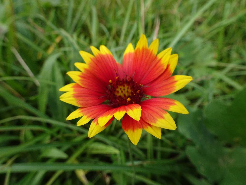 テンニンギクの投稿画像 By Trekkさん 秋のお花と山野草と10月の花とキク科と丹沢山付近と多年草と天人菊とお出かけ先と秋のお花と山野草と10月の花とキク科と丹沢山付近と多年草 19月10月6日 Greensnap グリーンスナップ Greensnap グリーンスナップ