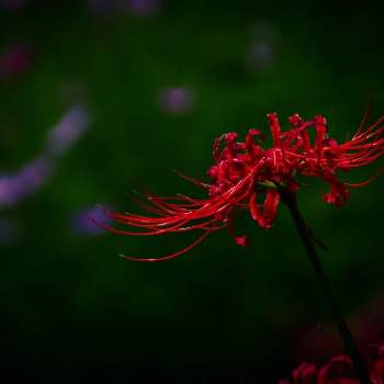 丹波市の画像 by 圭さん | お出かけ先と彼岸花  曼珠沙華とヒガンバナと赤い花と花のある暮らしと一眼レフと丹波市