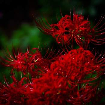 丹波市の画像 by 圭さん | お出かけ先と彼岸花  曼珠沙華とヒガンバナと赤い花と花のある暮らしと一眼レフと丹波市