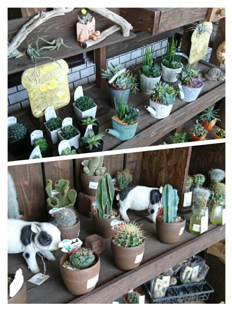 多肉植物の投稿画像 By パパさん 福岡と観葉植物とサボテン とグッデイと多肉植物と福岡と観葉植物とサボテン とグッデイ 19月10月6日 Greensnap グリーンスナップ Greensnap グリーンスナップ