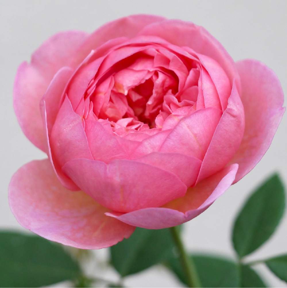 バラの投稿画像 By Kiraraさん 薔薇とボスコベルとバラ ボスコベルとバラ ボスコベルとばら バラ 薔薇と薔薇愛同盟と薔薇 に魅せられてとピンク ピンクと薔薇のある暮らし とバラ 鉢植えと癒されるとイングリッシュ ローズと可愛いとガーデニングと花のある暮らしと