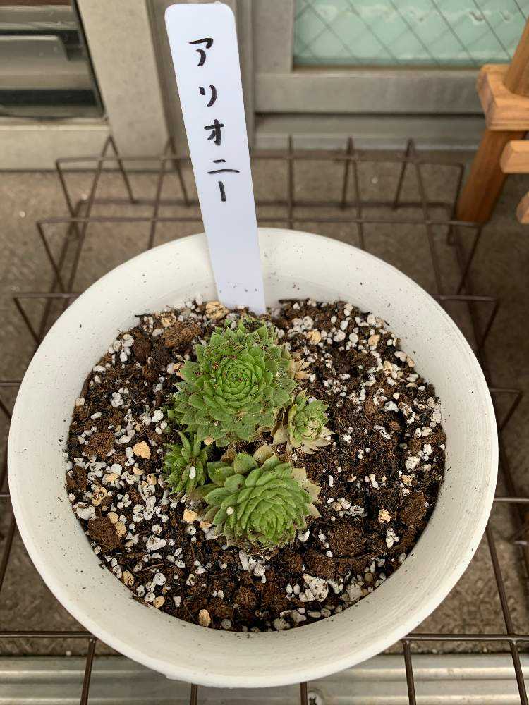 センペルビウムの成長記録①｜🍀GreenSnap（グリーンスナップ）