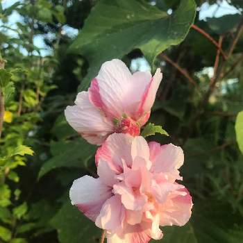 八重の芙蓉の投稿画像一覧 Greensnap グリーンスナップ