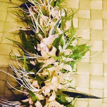 花を贈るの投稿画像一覧 Greensnap グリーンスナップ 花を贈るの投稿画像一覧 Greensnap グリーンスナップ