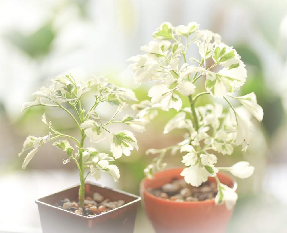 64 以上節約 斑入りウコギ Www iwearparts Com