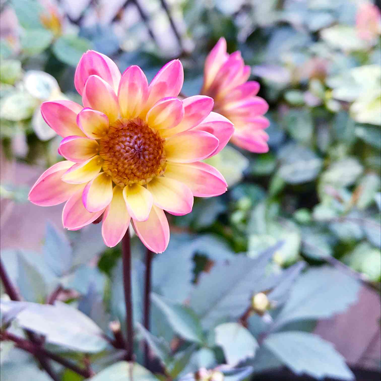 銅葉ぷちダリア ピーチラバーズの一覧｜🍀GreenSnap（グリーンスナップ）