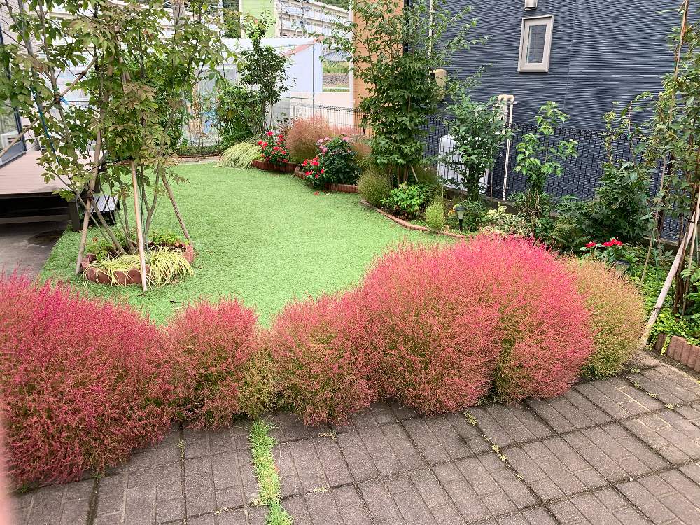 コキアの投稿画像 By めーさん 手作りの庭と花壇と紅葉 こうよう とお庭の植物とガーデニングと花のある暮らしとお庭 19月10月7日 Greensnap グリーンスナップ
