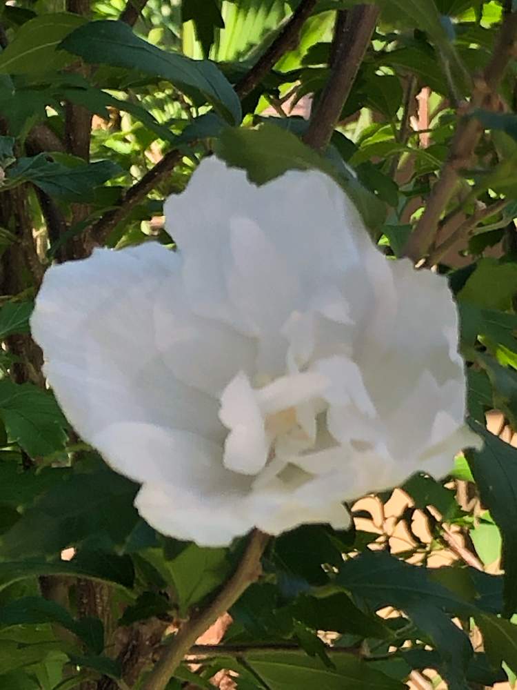 白祇園守の投稿画像 By Kiyokoさん 茶花と自然美とお稽古と花のある暮らしと白い花と切り花としろいはな 19月10月7日 Greensnap グリーンスナップ