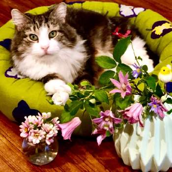 ねことバラの画像 by テレサさん | 部屋とネコのいる暮らしとねことバラとありがとう♡とアイスバーグ！とネコと植物と猫と暮らすとバルコニスト