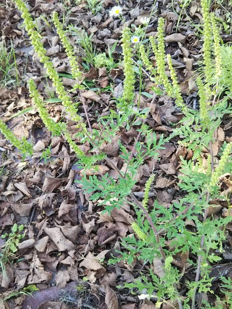 ブタクサの投稿画像 By あしにあいさん お出かけ先と道端の草花と驚異の雑草wと道端の草花と驚異の雑草w 19月10月7日 Greensnap グリーンスナップ Greensnap グリーンスナップ