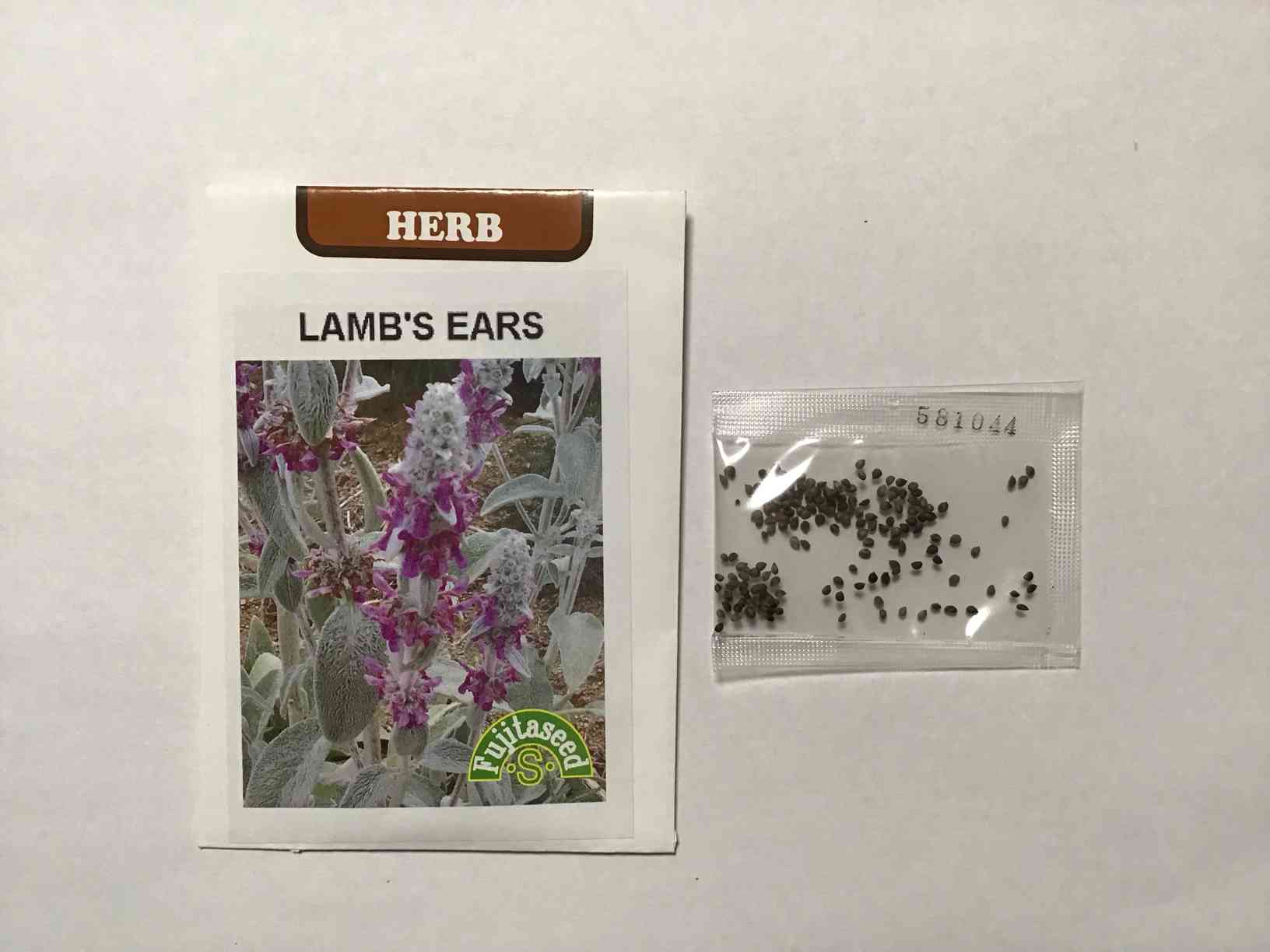 ラムズイヤー 秋まき 成長記録｜🍀GreenSnap（グリーンスナップ）