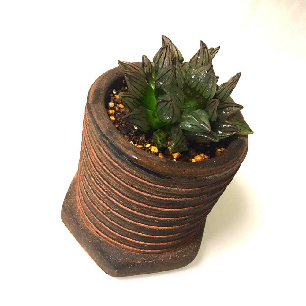 ハオルチア 【アトロフスカ ミュータント】｜🍀GreenSnap（グリーン