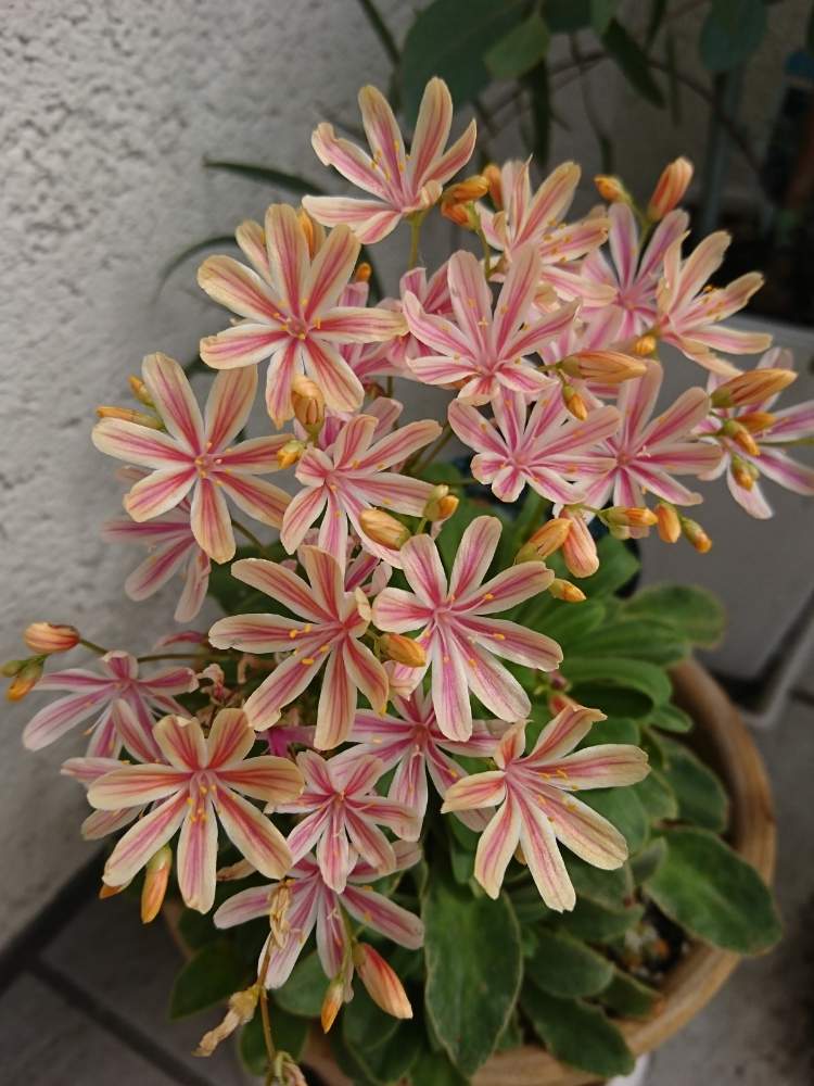 レウィシアの投稿画像 By たまさん レウィシア 恋花火とかわいいとピンクの花とうどん県人会 19月10月7日 Greensnap グリーンスナップ